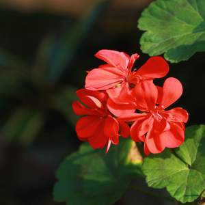 黑人囗交深唉吞精
